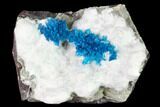 Vibrant Blue Cavansite Clusters on Stilbite & Mordenite - India #168246-1